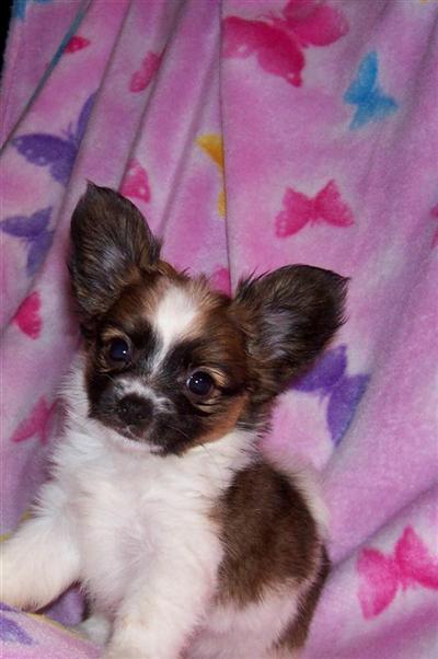 Papillon Puppies for Sale